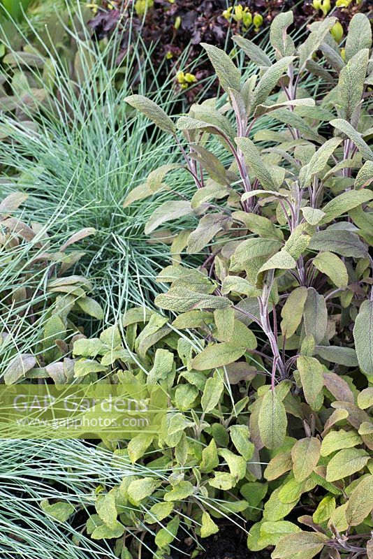 Salvia officinalis avec Fesctuca glauca, Hidden Gems of Worcestershire, RHS Malvern Spring Festival 2016