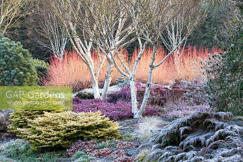 Betula apoiensis 'Mount Apoi' au jardin d'hiver, les jardins de Bressingham, Norfolk.