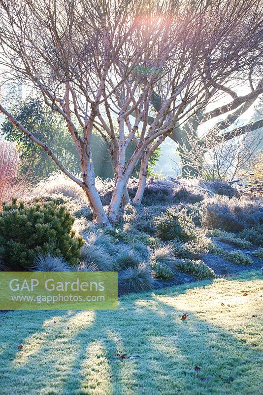 Betula apoiensis 'Mont Apoi', Bouleau. Janvier, The Winter Garden, Bressingham Gardens.