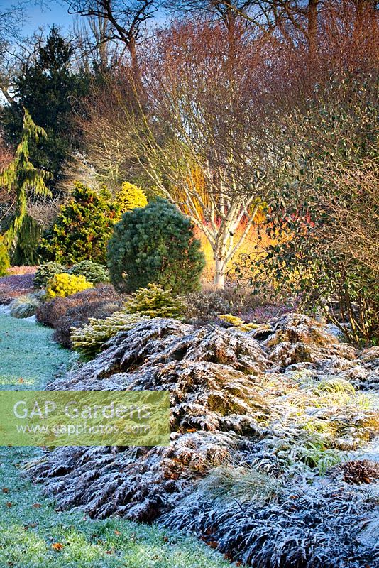 Le jardin d'hiver, les jardins de Bressingham, Norfolk, Royaume-Uni. Conception: Adrian Bloom