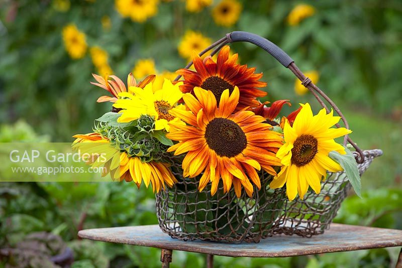 Tournesols mélangés dans une corbeille en fil. Helianthus annuus