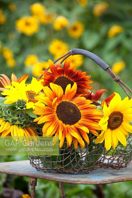 Tournesols mélangés dans une corbeille en fil. Helianthus annuus