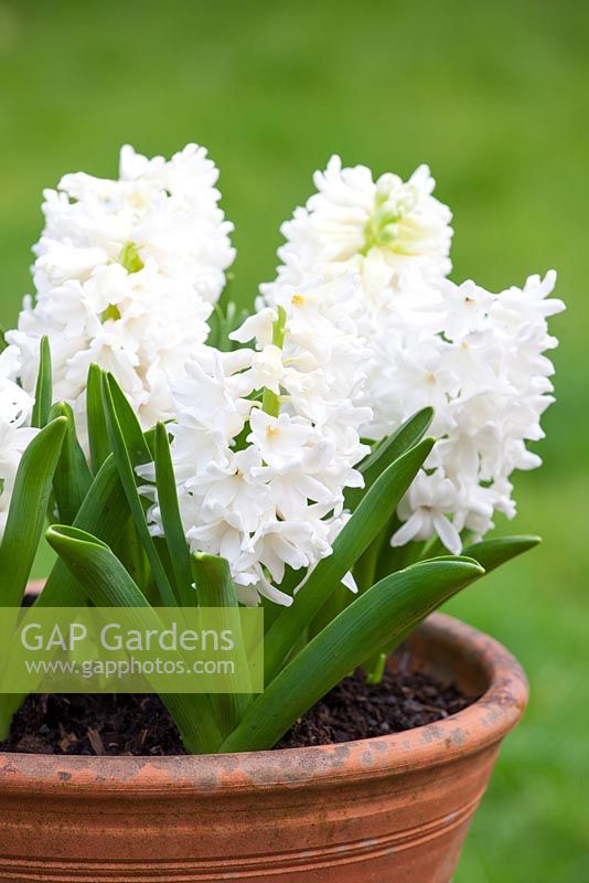 Hyacinthus orientalis 'L ' Innocence' dans un pot en terre cuite