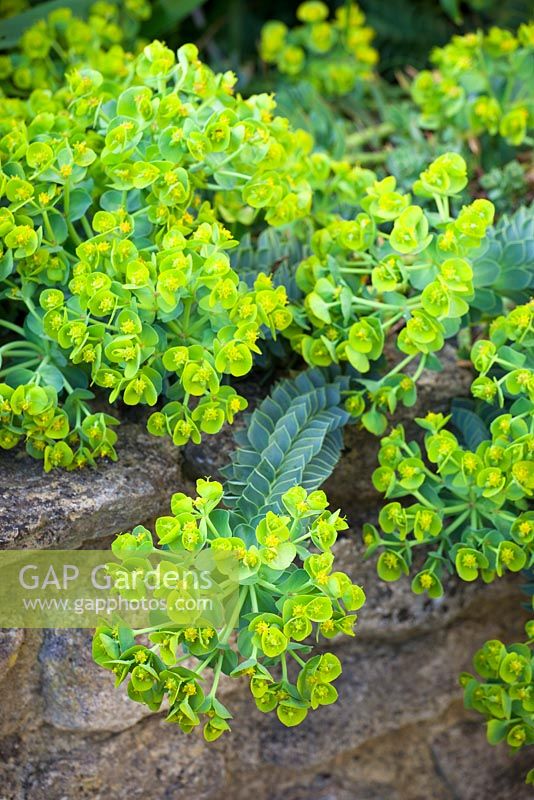 Euphorbia myrsinites Euphorbe glauque à larges feuilles