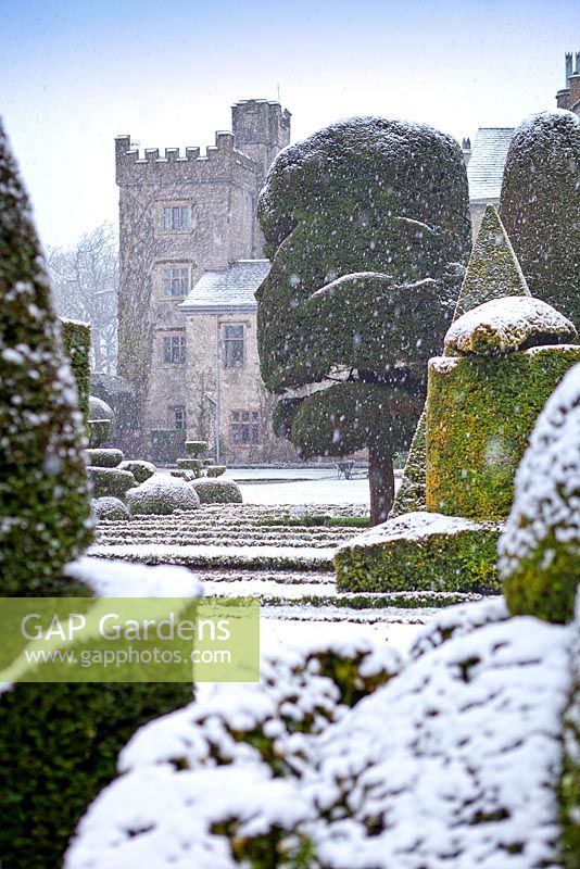 Neige à Levens Hall Topiary Garden, Cumbria, Royaume-Uni