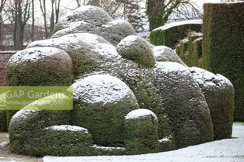 Formes topiaires avec un saupoudrage de neige à Levens Hall, Cumbria. ROYAUME-UNI.