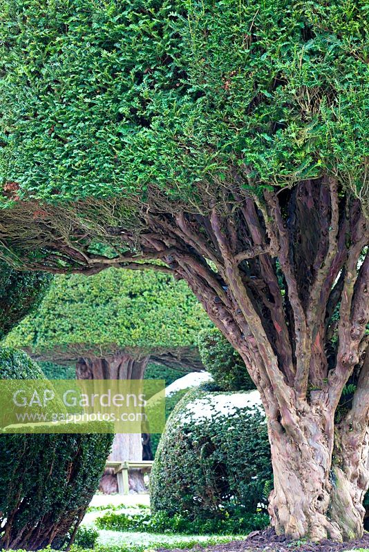 If commun noueux - troncs topiaires de Taxus à Levens Hall and Garden, Cumbria, Royaume-Uni,
