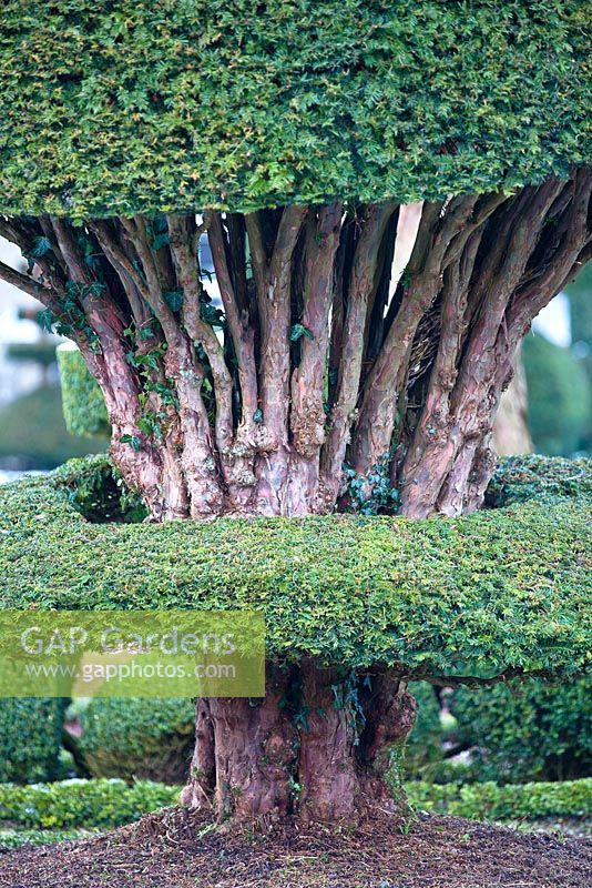 If commun noueux - Taxus tronc topiaire à Levens Hall and Garden, Cumbria, Royaume-Uni