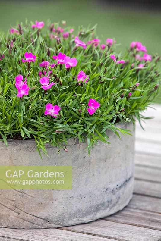 Dianthus rose vif dans un pot. Avril.