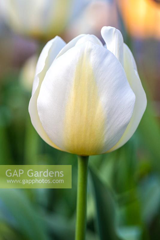 Tulipa 'Le souhait de l'ange'