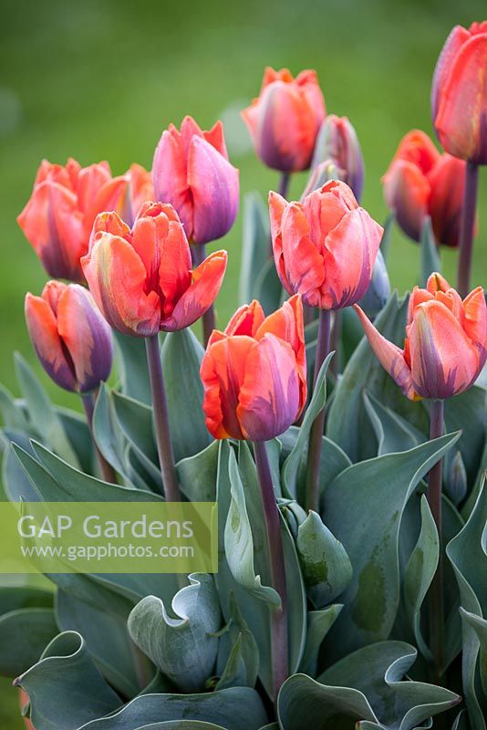 Tulipa 'Hermitage'