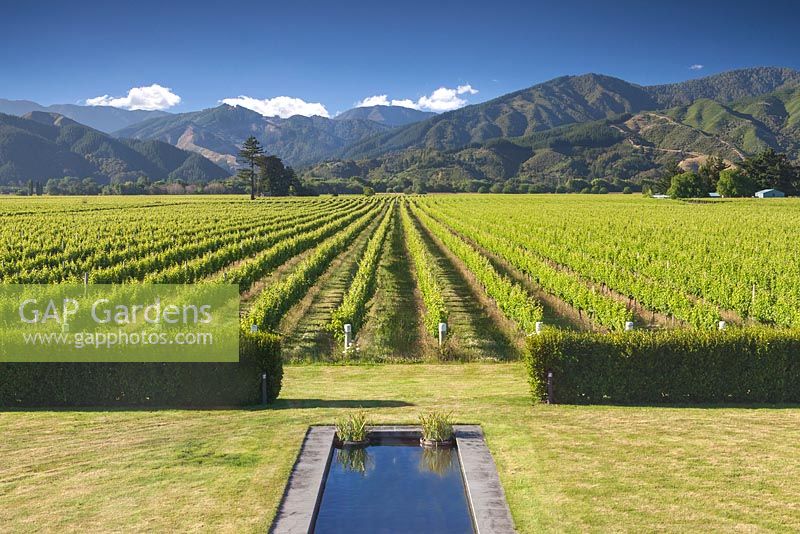Piscine réfléchissante avec vue sur le vignoble et la chaîne de montagnes au-delà au jardin Bhudevi Estate, Marlborough, Nouvelle-Zélande.