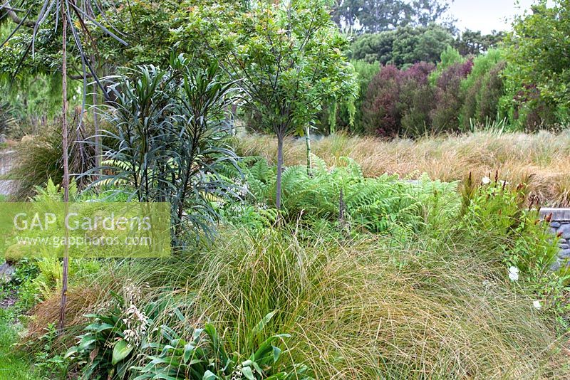 Pseudopanax Linearifolius dans Bhudevi Estate garden, Marlborough, Nouvelle-Zélande.