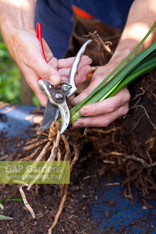 Couper les vieilles racines, les feuilles et les rhizomes endommagés ou pourris avec un sécateur.