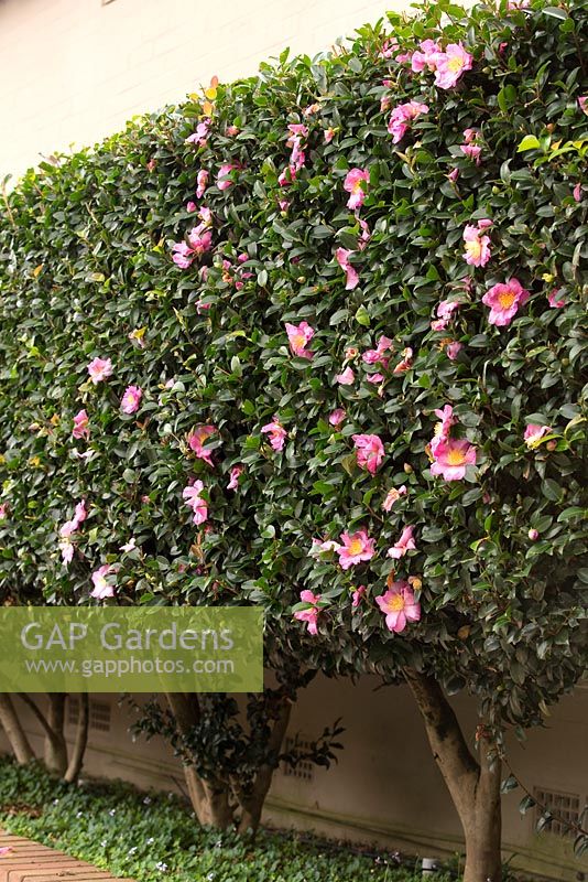 Camellia casanqua - Une haie de Camellia taillée à fleurs rose moyen unique, plantée dans un parterre de jardin surélevé avec une sous-plantation de violette indigène, Viola hederaceae.