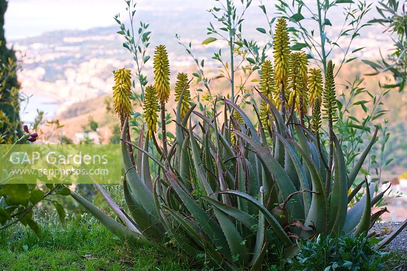 Aloe barbadensis 'Miller' - aloe vera sur l'une des terrasses. Casa Cuseni à Taormina, Sicile, Italie