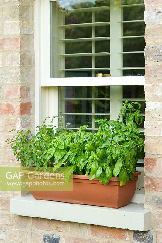 Bac à herbes sur le rebord de la fenêtre avec deux variétés de basilic.