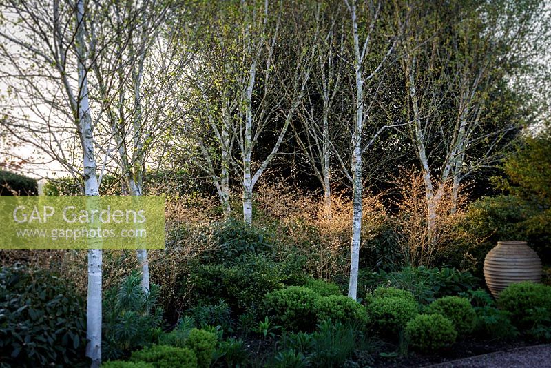 Mitton Manor Garden au printemps, Staffordshire. Le jardin topiaire de boîte formelle soutenu par des bouleaux argentés