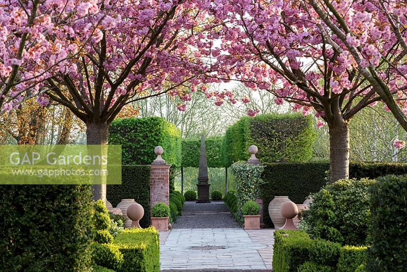 Mitton Manor Garden au printemps, Staffordshire. Cerisiers en fleurs encadrant l'obélisque de David Harber dans un jardin à la française moderne
