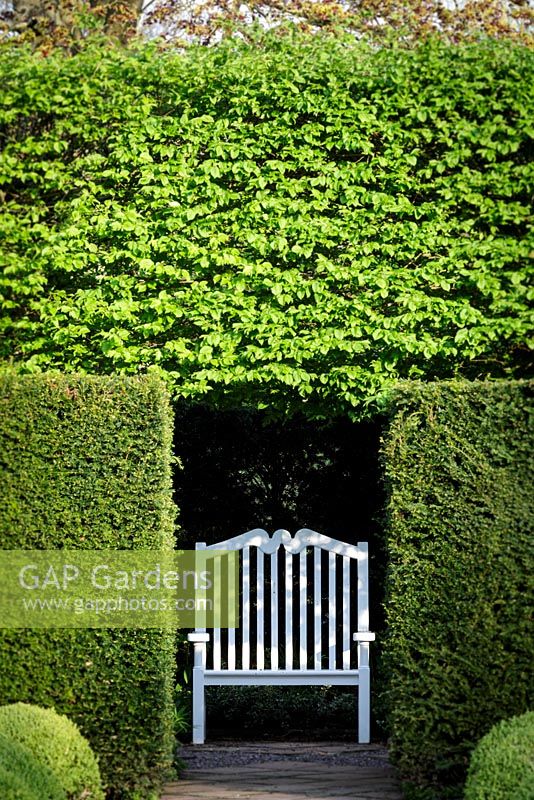 Mitton Manor Garden au printemps, Staffordshire. Banc blanc simple parmi les couvertures dans le jardin topiaire de la boîte formelle