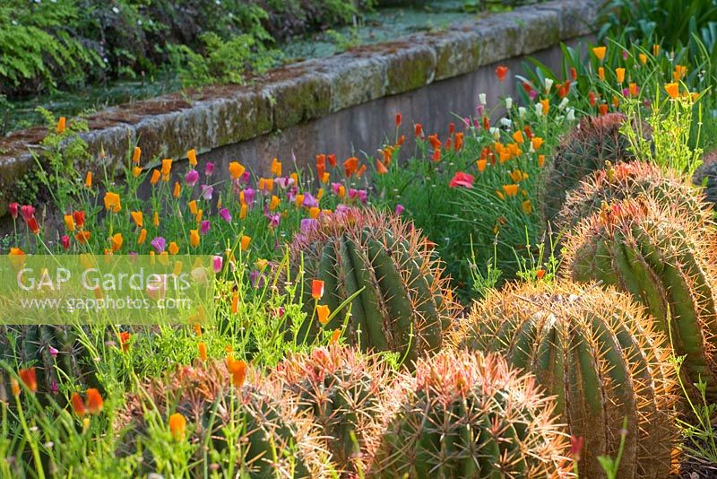 Le jardin arabe: baril de cactus, Echinocactus grusonii et Ferocactus stainesii avec pavot de Californie, Eschscholtzia californica