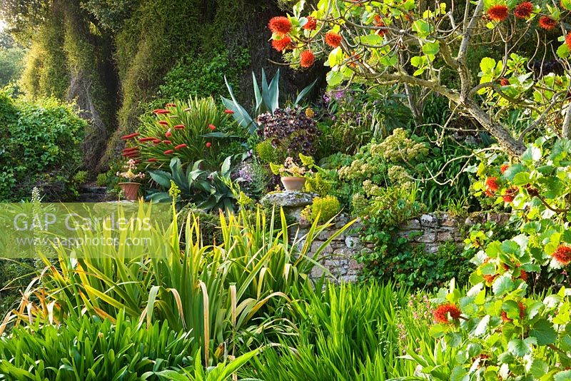La terrasse du milieu avec Greyii Sunderlanii en premier plan - Tresco Abbey Garden, Tresco Isles of Scilly