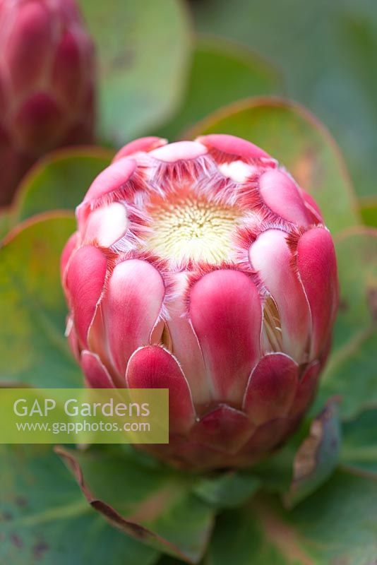 Protea Grandiceps - gros plan