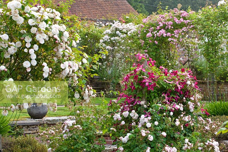 La roseraie fortifiée - roses sur pergolas. Poulton House Garden, Wiltshire.