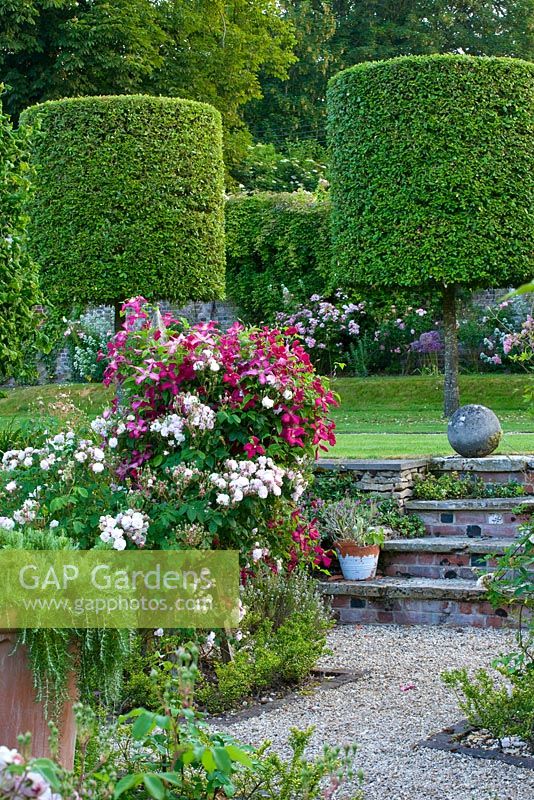 La roseraie fortifiée avec des roses poussant sur le mur et le chemin jusqu'à la pelouse avec des arbres de quercus ilex topiaires coupés. Poulton House Garden, Wiltshire.