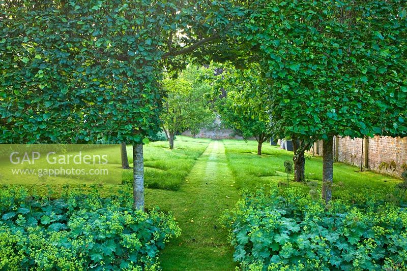 Une arche de charmes de couverture mène au verger, avec des pommiers, des pommiers sauvages et des arbres verts. Alchemilla mollis en premier plan. Poulton House Garden, Wiltshire.