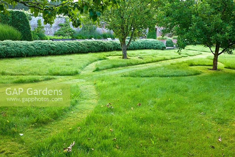 Chemins d'herbe symétrique dans la pelouse du verger avec haie de hebe. Poulton House Garden, Wiltshire.