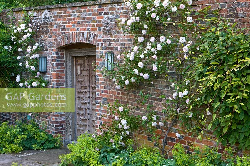 Belle porte en bois ornée dans le mur avec des roses grimpantes et Alchemilla mollis. Poulton House Garden, Wiltshire.