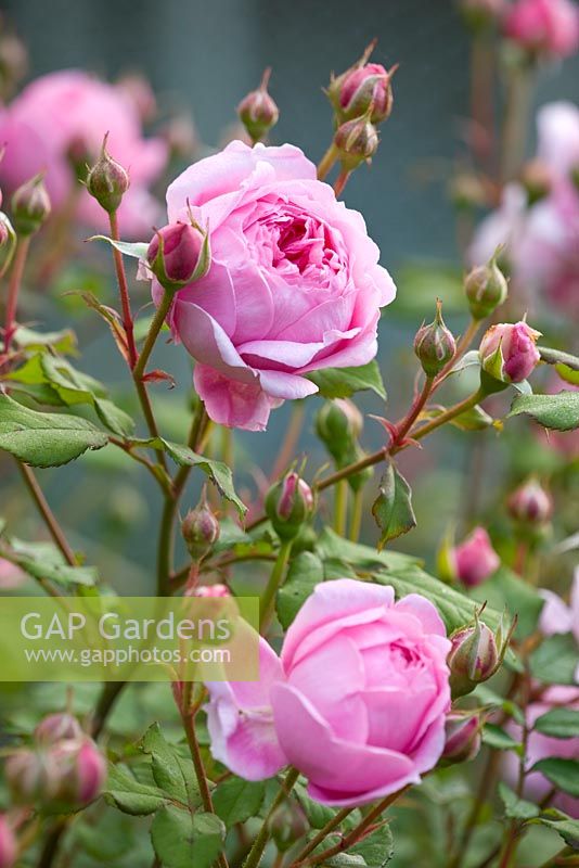 Rosa 'Alan Titchmarsh' - rose pâle rose