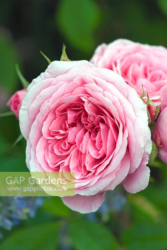 Rosa 'Gertrude Jekyll' - rose arbuste rose. Poulton House Garden, Wiltshire.