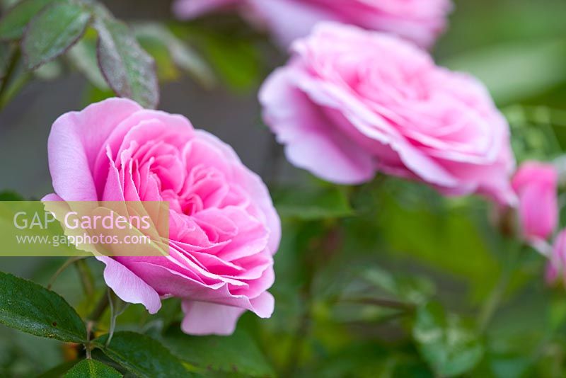 Rosa - gros plan de rose rose pâle. Poulton House Garden, Wiltshire.