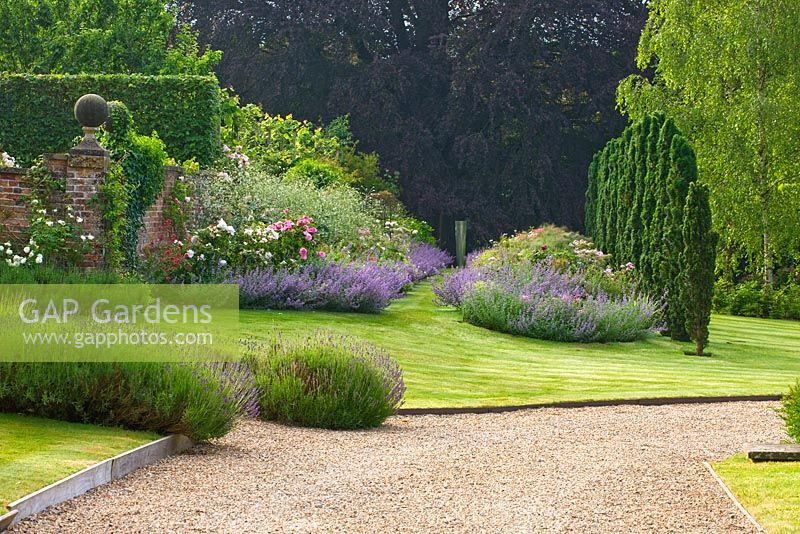 Une rangée d'ifs irlandais à droite du long parterre de roses 'The Generous Gardener' et 'Gertrude Jekyll', fenouil en bronze et nepeta. Poulton House Garden, Wiltshire.