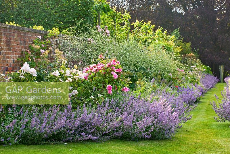 Parterre de fleurs long en été avec des variétés de nepeta, géraniums et roses 'The Generous Gardener' et 'Gertrude Jekyll '. Poulton House Garden, Wiltshire.
