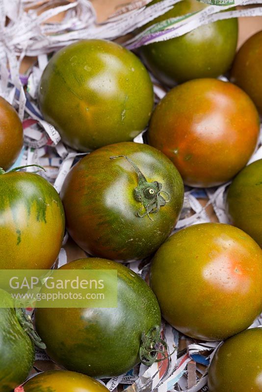 Tomates de taille moyenne, Lycopersicon esculentum, 'Nyagous', vertes avec des marques vertes plus foncées et un fard à joues rouge jaune.