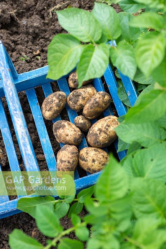 Pommes de terre précoces fraîchement creusées, Solanum tuberosum 'Arran Pilot'