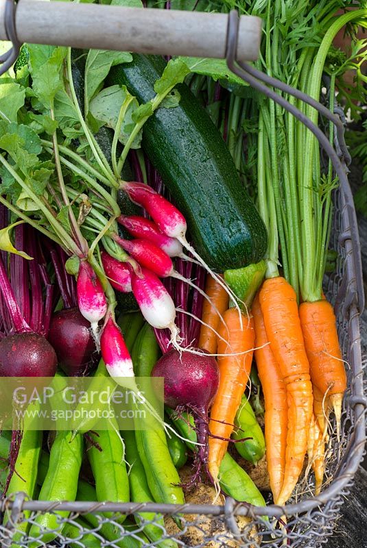 Sélection de légumes d'été fraîchement récoltés, radis, betteraves, carottes, courgettes et fèves