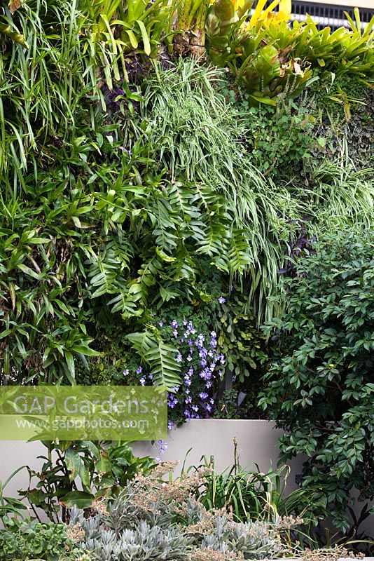 Détail d'un jardin vertical densément planté d'une variété de plantes différentes comprenant un grand succulent, Selenicereus chrysocardium et un Streptocarpus caulescens à fleurs bleues, 'Nodding Violet '.