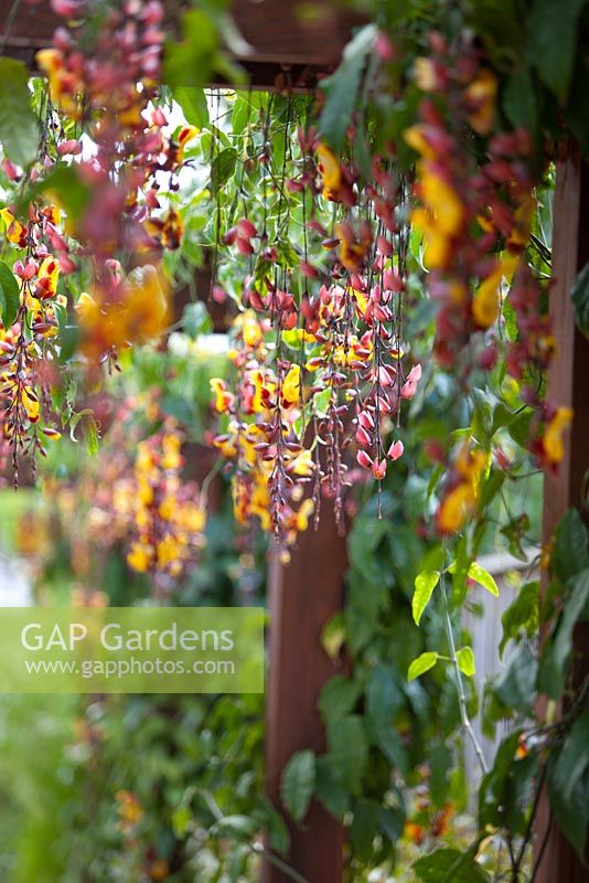 Thunbergia mysorensis 'Mysore Trumpet Vine' poussant sur une pergola en bois à fleurs rouges et jaunes pendantes.