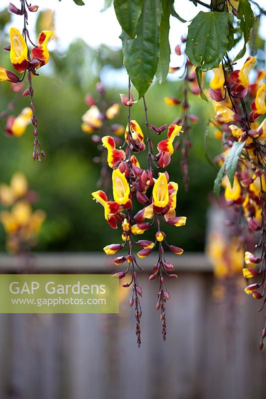 Thunbergia mysorensis 'Mysore Trumpet Vine' avec des fleurs rouges et jaunes pendantes.