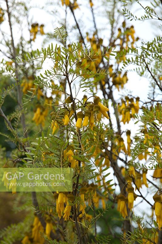 Sophora tetraptera, 'Kowhai', un petit arbre à fleurs jaunes pendantes.