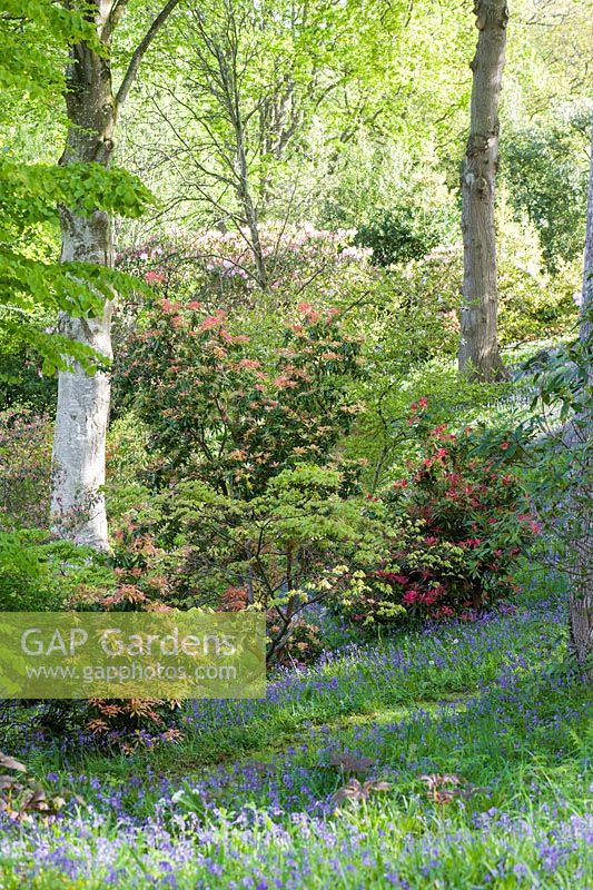 Pieris et rhododendrons s'élèvent d'un tapis de jacinthes et d'une plus grande aiguille parmi les grands chênes du Dell.