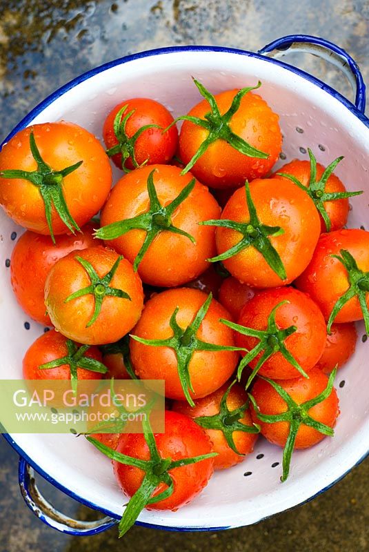 Tomates - Solanum lycopersicum 'Shirley F1', Norfolk, Angleterre, juillet.
