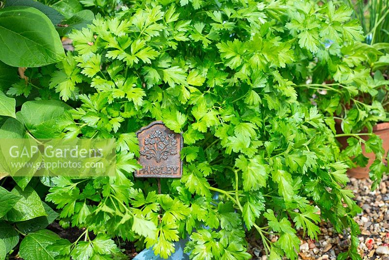 Petroselinum crispum var. neapolitanum - Persil à feuilles plates, avec étiquette décorative en fonte, Norfolk, Angleterre, juin.