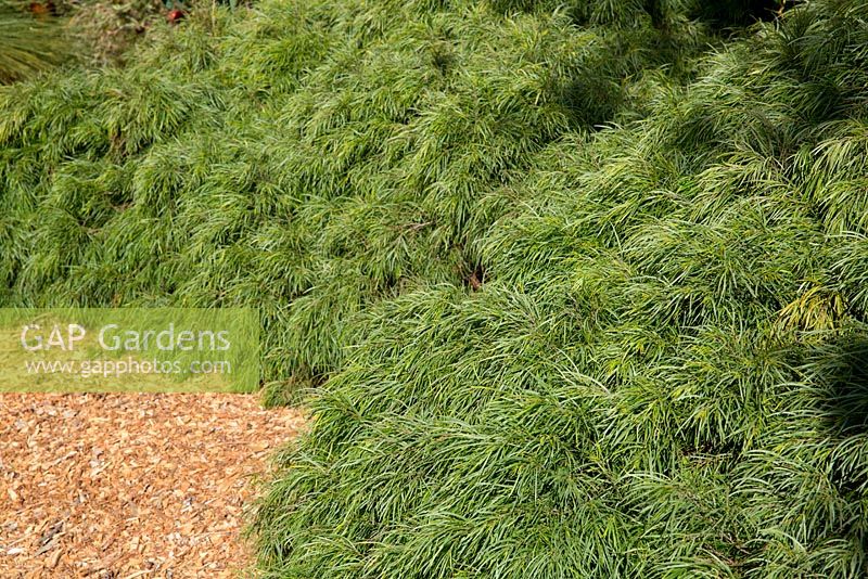 Acacia cognata 'Green Mist', au feuillage fin et vert moyen.