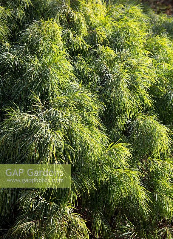 Acacia cognata, 'Green Mist', au feuillage fin et vert moyen.
