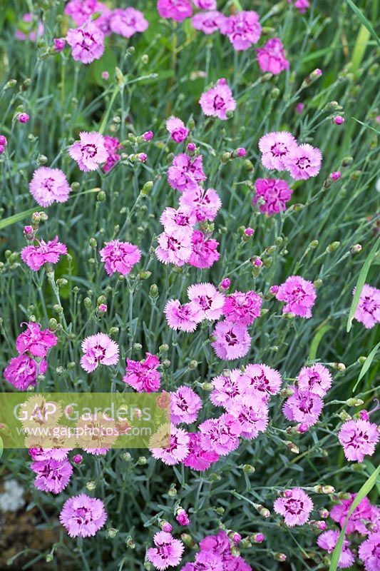 Dianthus 'Pikes Pink' - juin - Oxfordshire